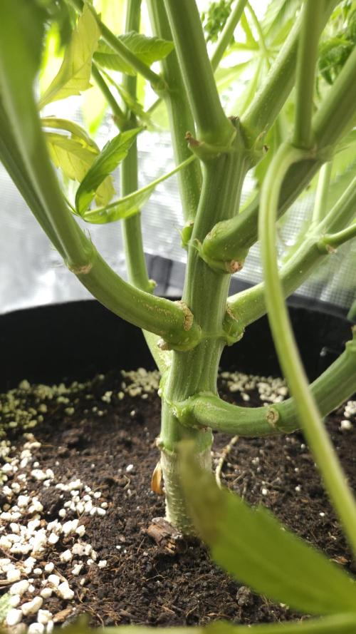 Fastbuds-Tropicana cookies Fastflower. Week 11