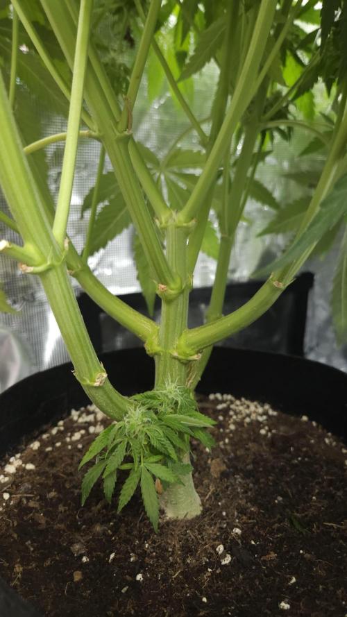 Fastbuds-Tropicana cookies Fastflower. Week 11