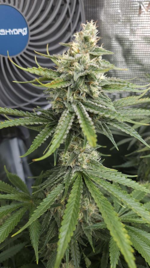 Fastbuds-Tropicana cookies Fastflower. Week 11