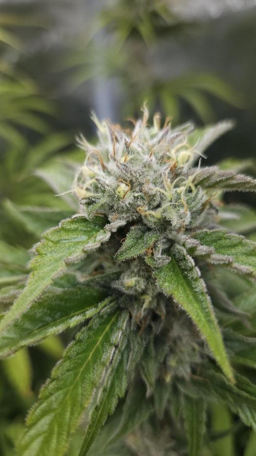 Fastbuds-Tropicana cookies Fastflower. Week 11