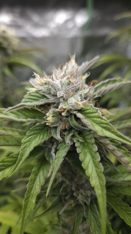 Fastbuds-Tropicana cookies Fastflower. Week 11