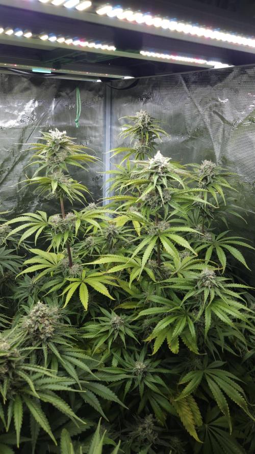 Fastbuds-Tropicana cookies Fastflower. Week 11