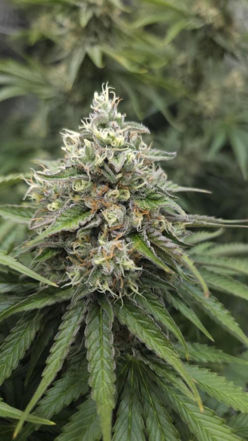 Fastbuds-Tropicana cookies Fastflower. Week 11