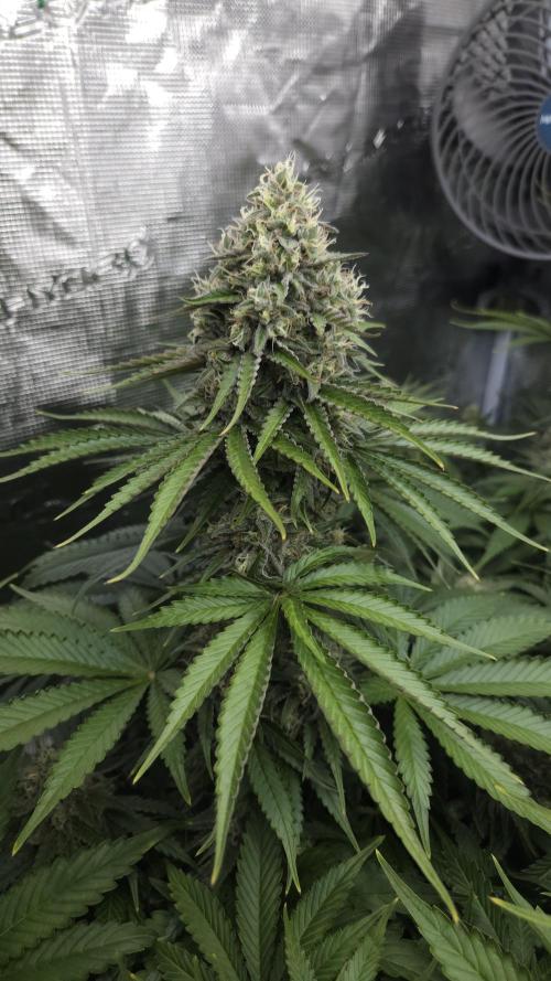 Fastbuds-Tropicana cookies Fastflower. Week 11