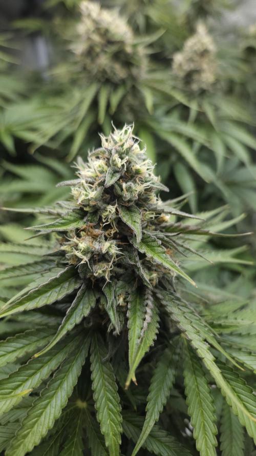 Fastbuds-Tropicana cookies Fastflower. Week 11