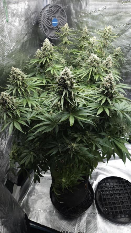 Tropicana Cookies FF. Week 11