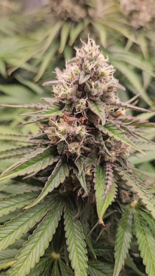 Fastbuds-Tropicana cookies Fastflower