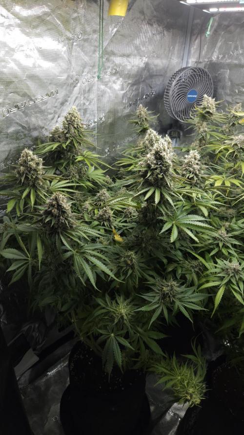 Fastbuds-Tropicana cookies Fastflower. Week 12