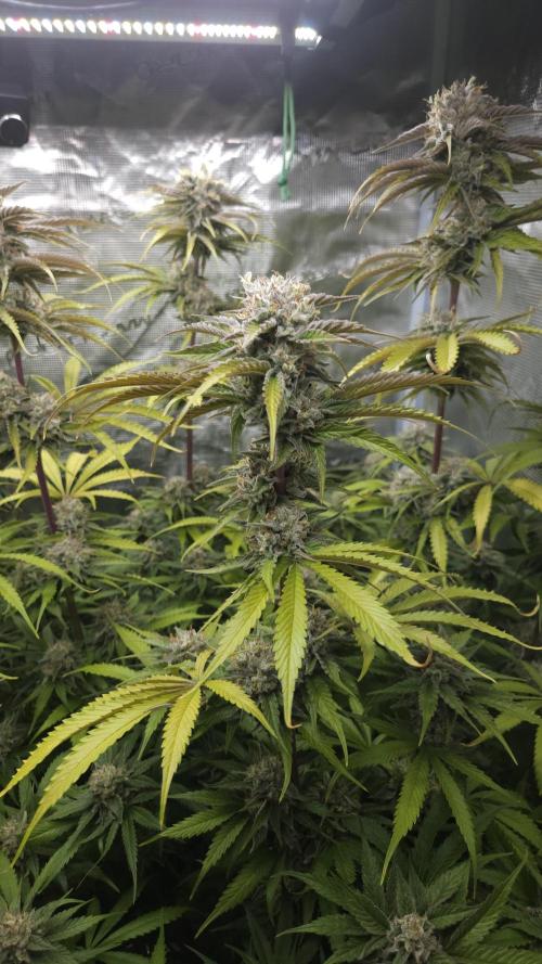 Fastbuds-Tropicana cookies Fastflower. Week 12