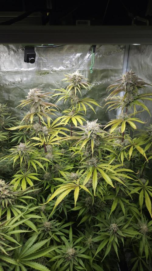 Fastbuds-Tropicana cookies Fastflower. Week 12