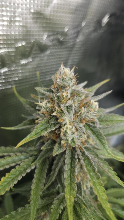 Fastbuds-Tropicana cookies Fastflower. Week 12