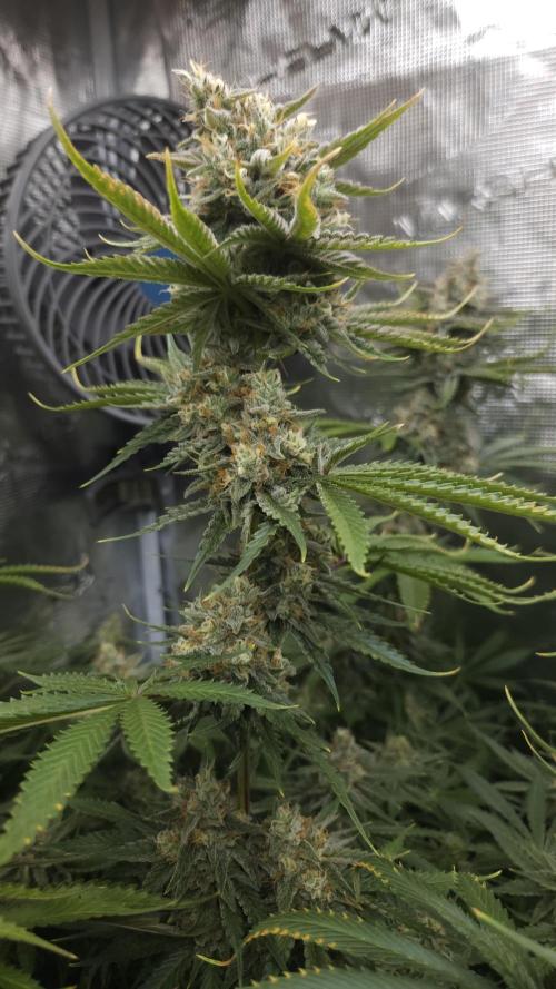 Fastbuds-Tropicana cookies Fastflower. Week 12