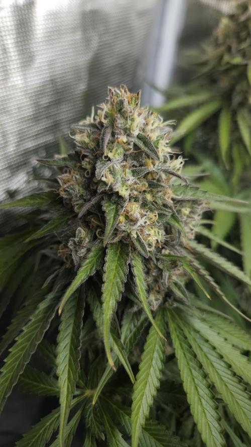 Fastbuds-Tropicana cookies Fastflower. Week 12