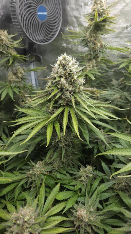 Fastbuds-Tropicana cookies Fastflower. Week 12