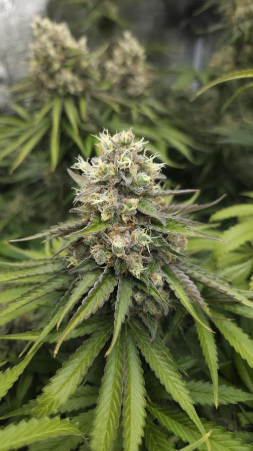 Fastbuds-Tropicana cookies Fastflower. Week 12