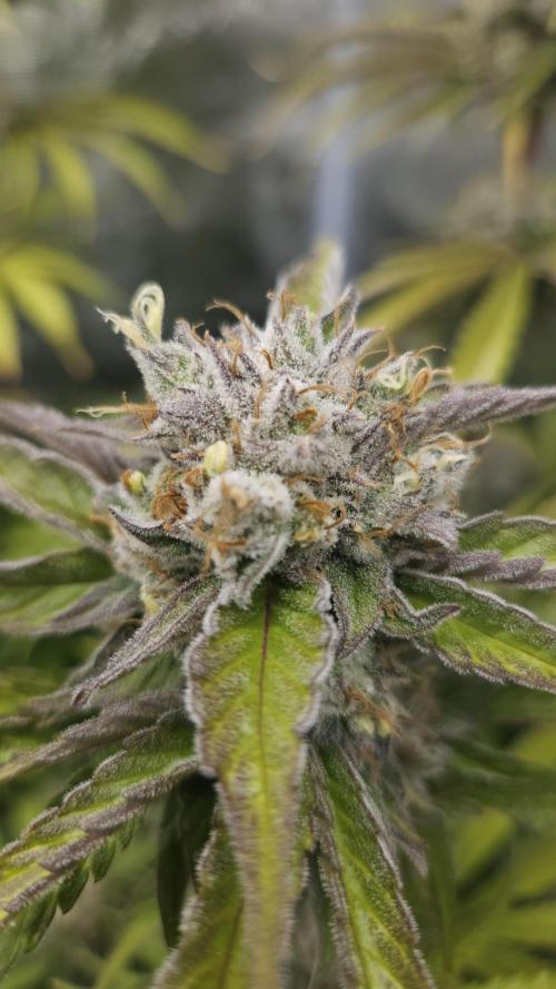 Fastbuds-Tropicana cookies Fastflower. Week 12