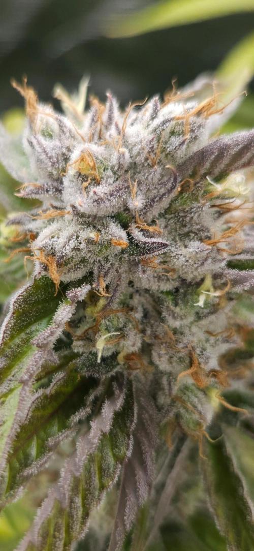 Tropicana Cookies FF. Week 12