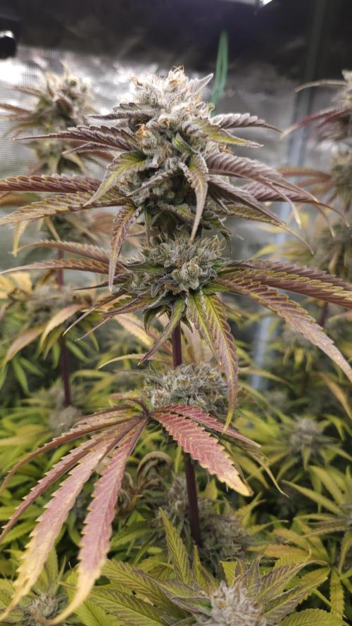 Fastbuds-Tropicana cookies Fastflower. Week 13