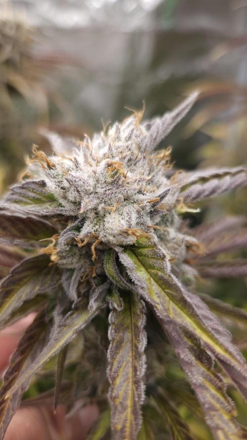 Fastbuds-Tropicana cookies Fastflower. Week 13