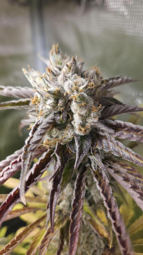 Fastbuds-Tropicana cookies Fastflower. Week 13