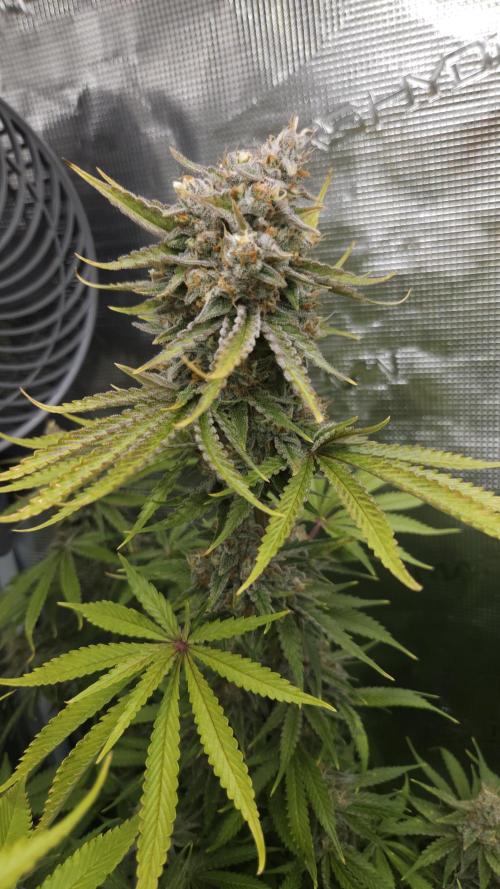 Fastbuds-Tropicana cookies Fastflower. Week 13