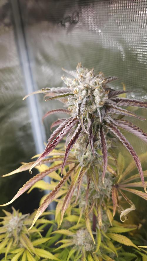 Fastbuds-Tropicana cookies Fastflower. Week 13