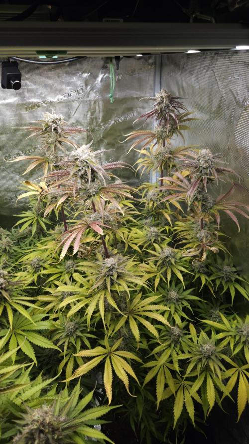 Fastbuds-Tropicana cookies Fastflower. Week 13
