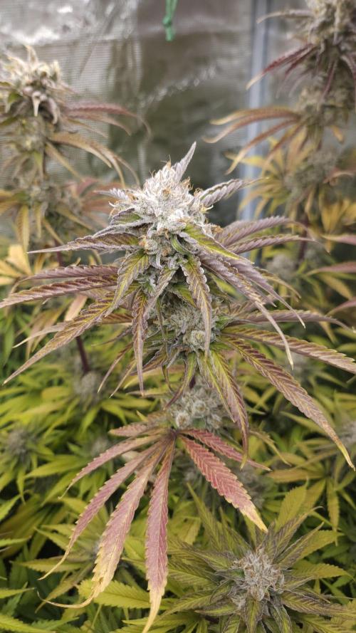 Fastbuds-Tropicana cookies Fastflower. Week 13