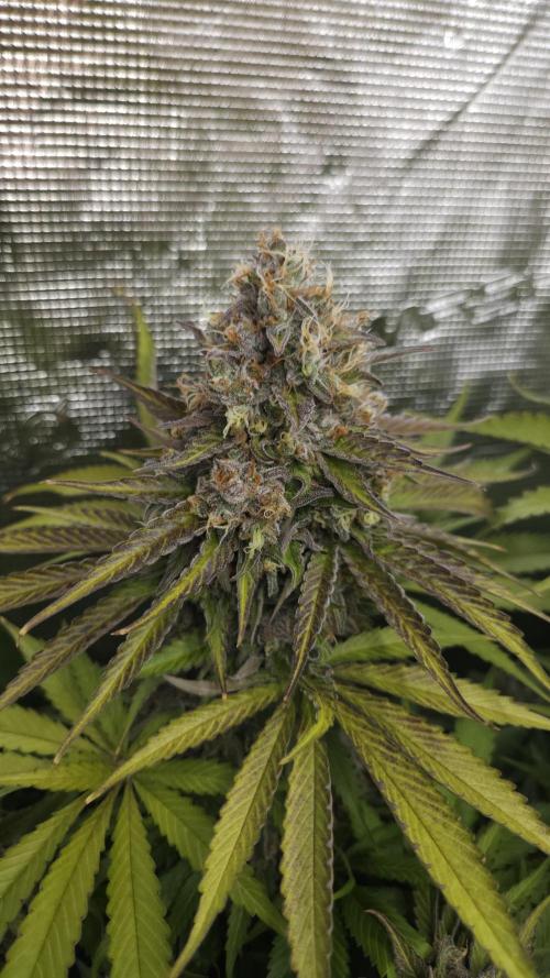 Fastbuds-Tropicana cookies Fastflower. Week 13