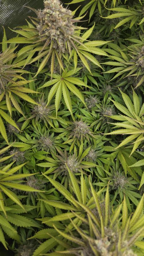 Fastbuds-Tropicana cookies Fastflower. Week 13