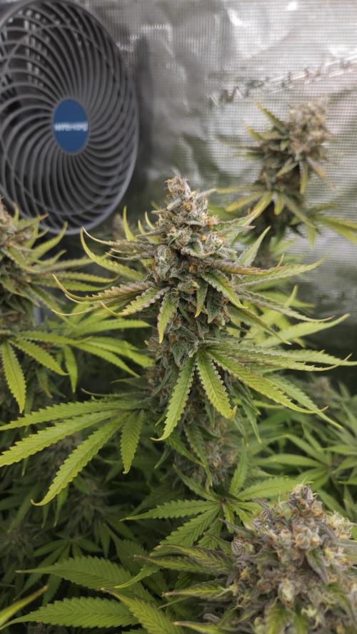 Fastbuds-Tropicana cookies Fastflower. Week 13