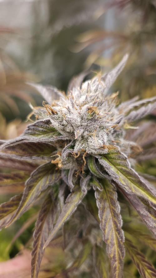 Tropicana Cookies FF. Week 13