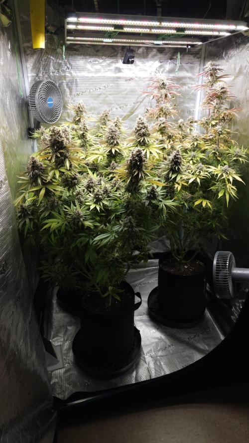 Fastbuds-Tropicana cookies Fastflower. Week 14