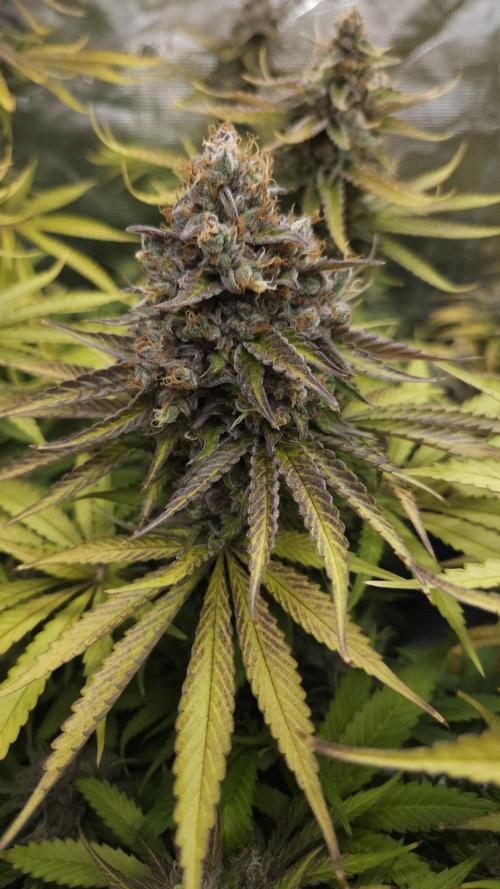 Fastbuds-Tropicana cookies Fastflower. Week 14