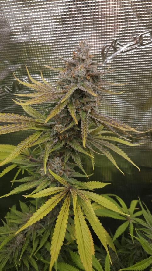 Fastbuds-Tropicana cookies Fastflower. Week 14