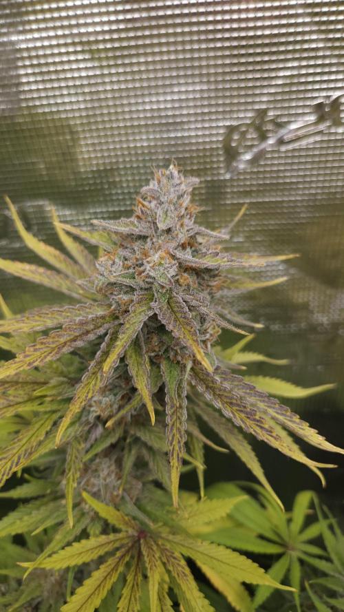 Fastbuds-Tropicana cookies Fastflower. Week 14