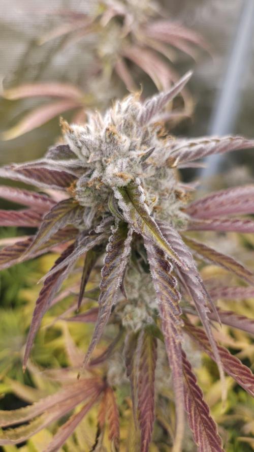 Fastbuds-Tropicana cookies Fastflower. Week 14