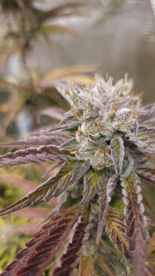 Fastbuds-Tropicana cookies Fastflower. Week 14