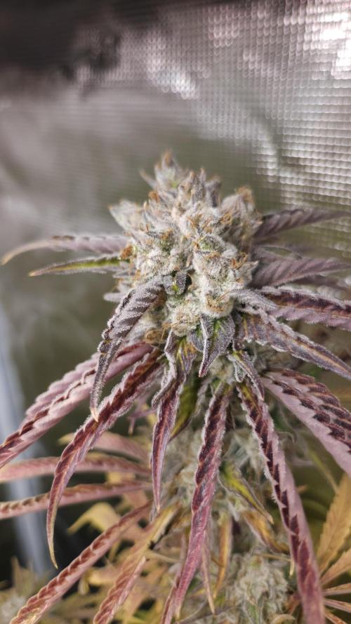 Fastbuds-Tropicana cookies Fastflower. Week 14