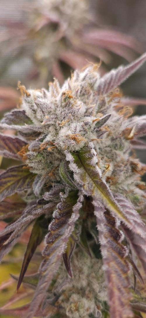 Fastbuds-Tropicana cookies Fastflower. Week 14