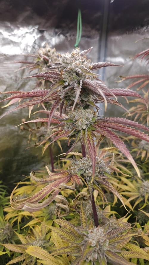 Fastbuds-Tropicana cookies Fastflower. Week 14