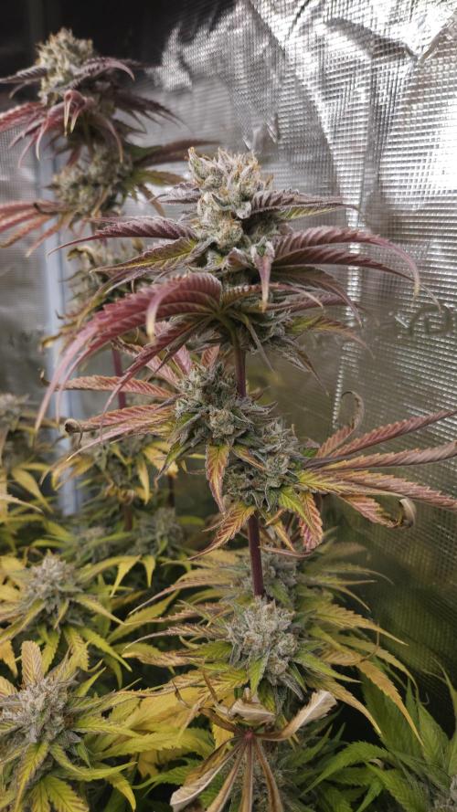 Tropicana Cookies FF. Week 14