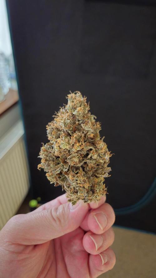 Tropicana Cookies FF. Week 15