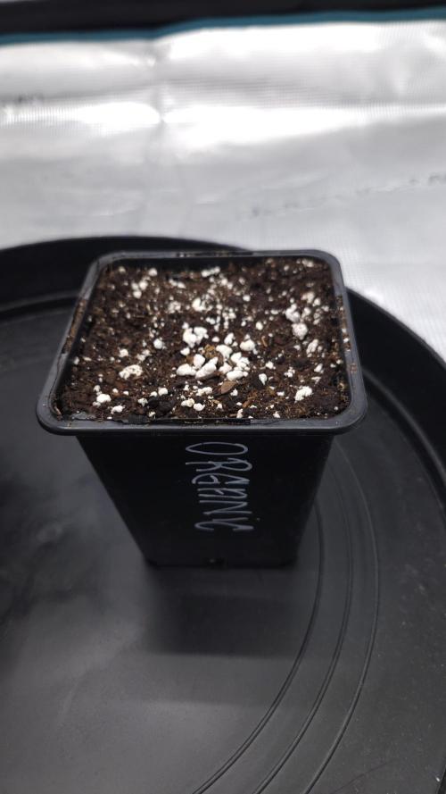 HiFi 4G. Week 0