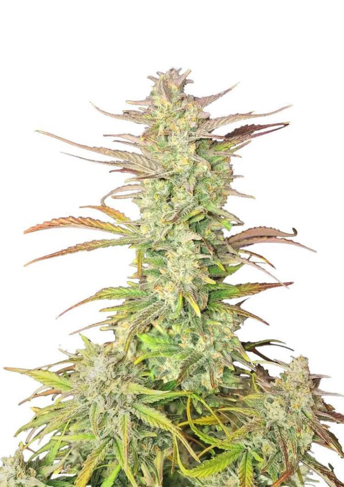 First grow Fastbuds Auto. Week 12