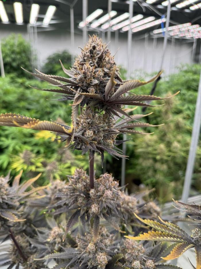 First grow Fastbuds Auto. Week 12