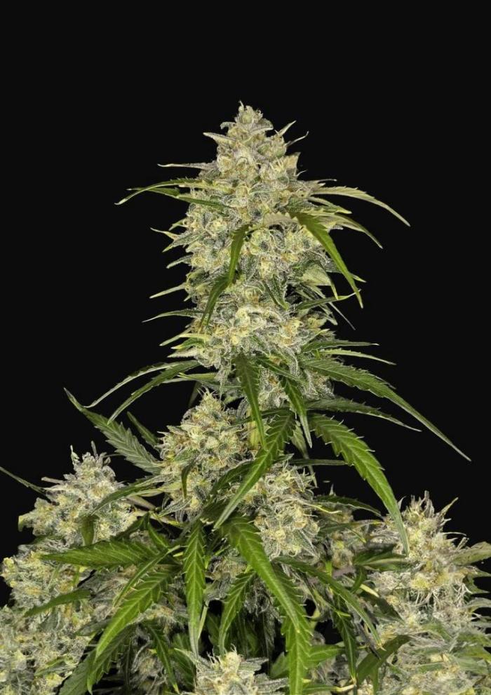 First grow Fastbuds Auto. Week 12