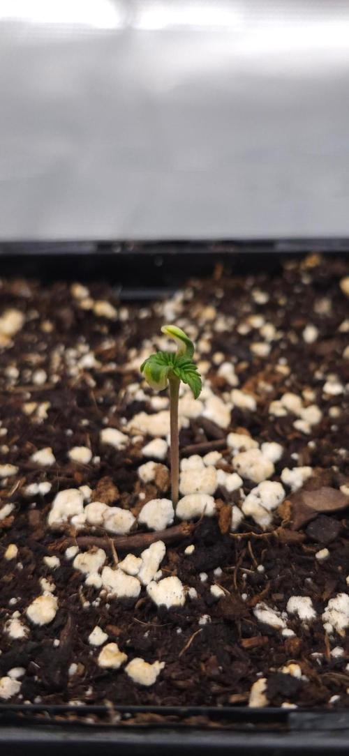 HiFi 4G. Week 1