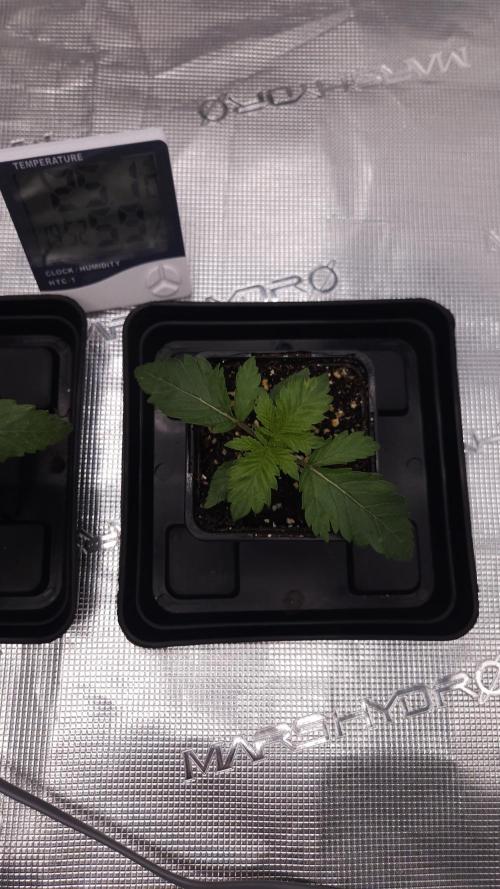 Dutch passion-Hifi 4g. Week 2