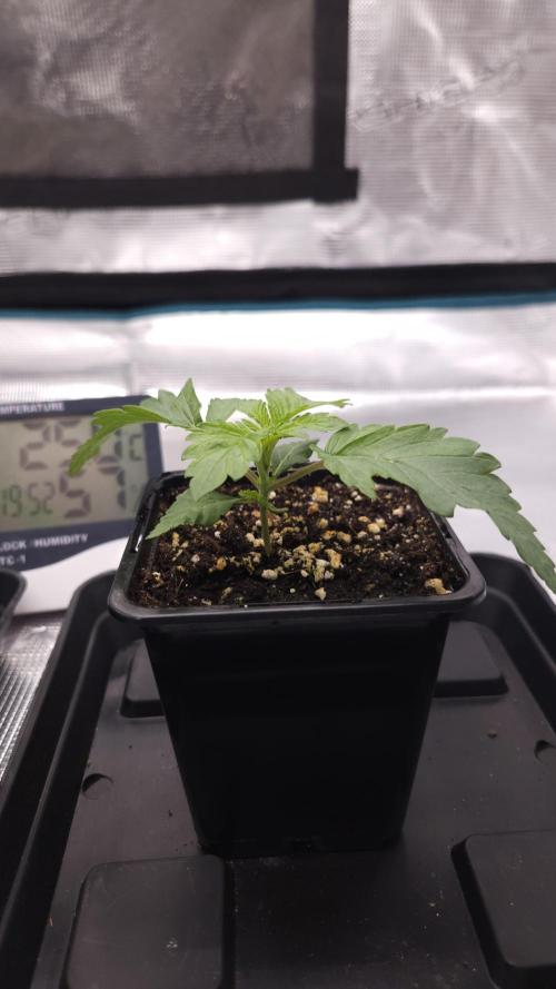 Dutch passion-Hifi 4g. Week 2